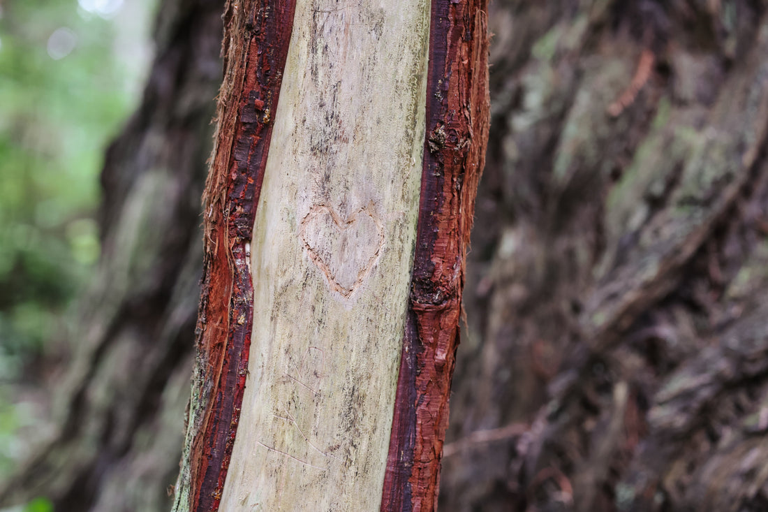 CRONE CONNECTION TO THE REDWOODS